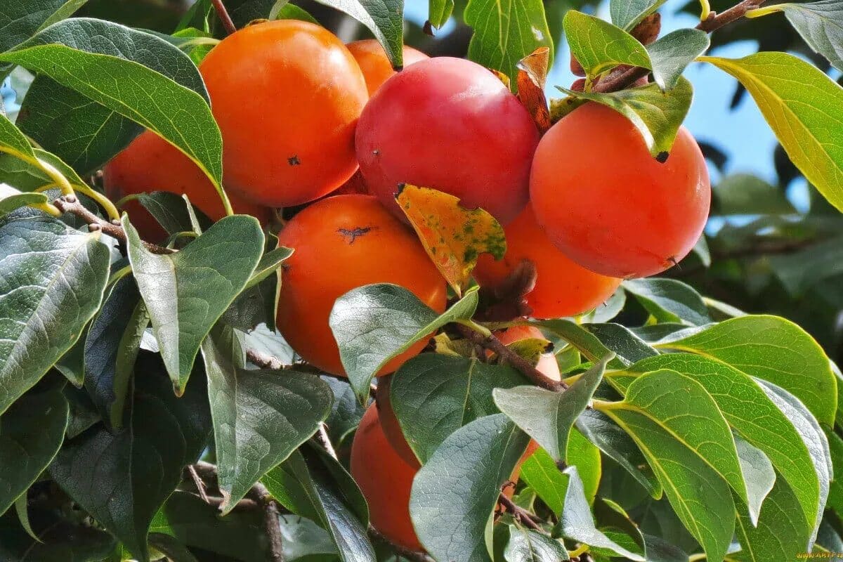 Teraz je ideálny čas na výsadbu tohto vzácneho ovocného stromu, ktorý čoskoro bude všetci vyhľadávať