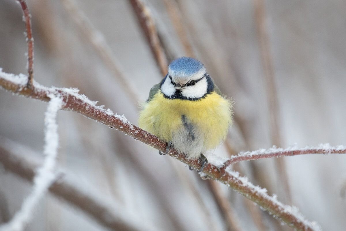 „Vtáky vám budú vďačné!“: toto DIY, ktoré zvládnete za 10 sekúnd, im poskytne cennú pomoc túto zimu