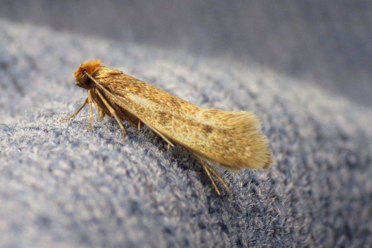 Mole v skrini: 5 jednoduchých a prirodzených spôsobov, ako sa navždy zbaviť škodcov