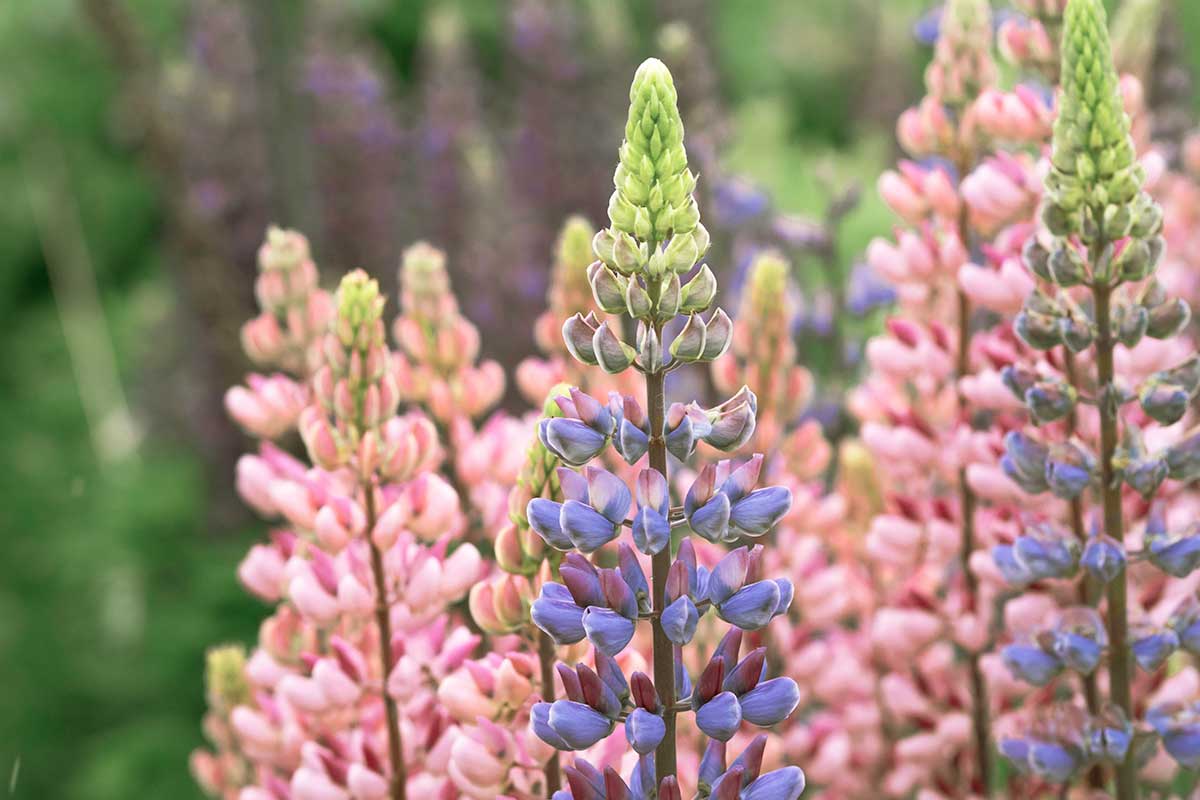 Slováci nevedia, čo robiť: je to invazívna rastlina, ale zabraňuje dezertifikácii a obnovuje ekosystémy