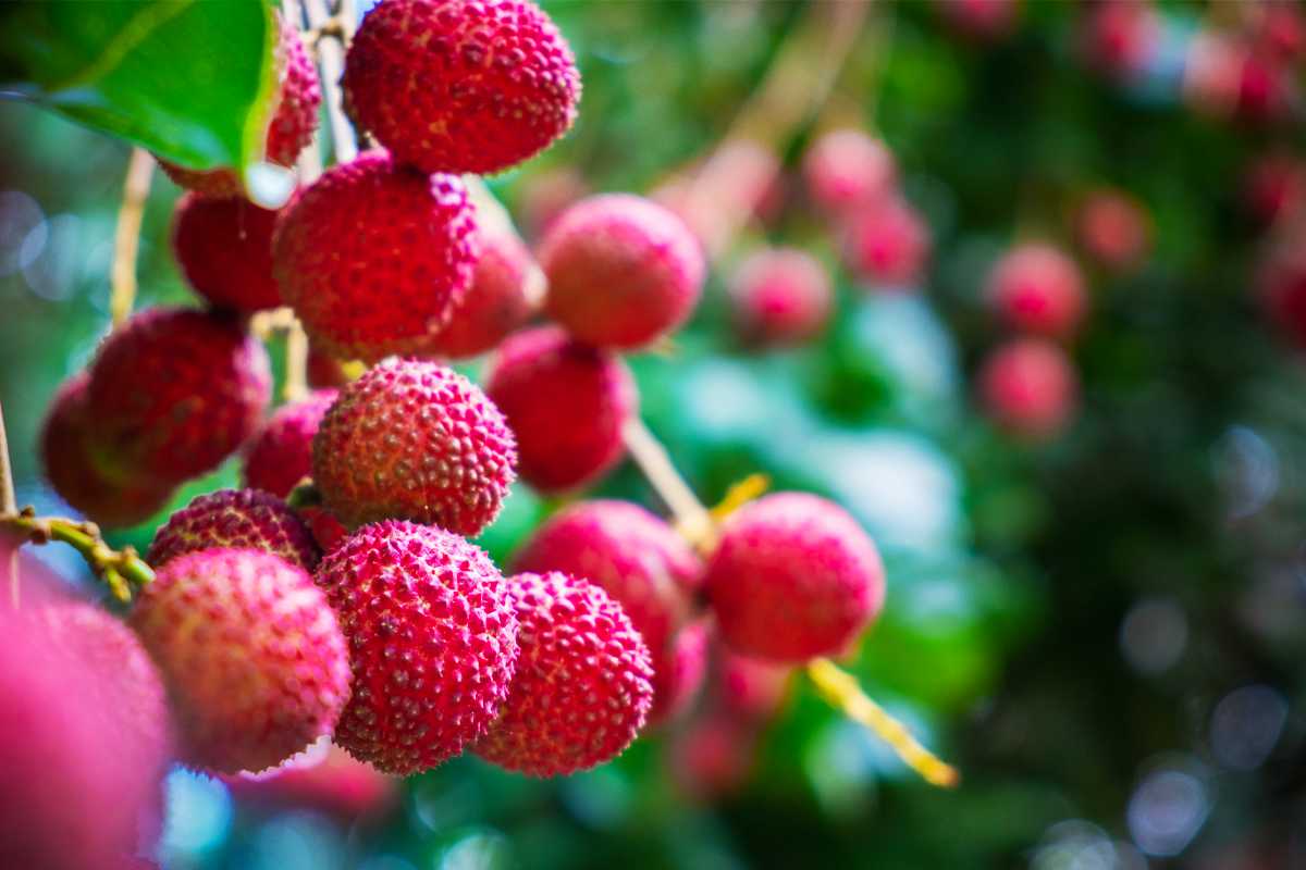 Tento sviatočný ovocie sa za mesiac premení na mini ružový les, ak jednoducho uchováte kôstky po dezertu