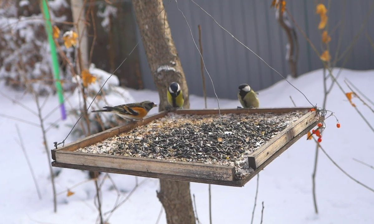 Kŕmenie vtákov v záhrade v zime: zvyk, od ktorého sa odborníci chcú čo najskôr zbaviť