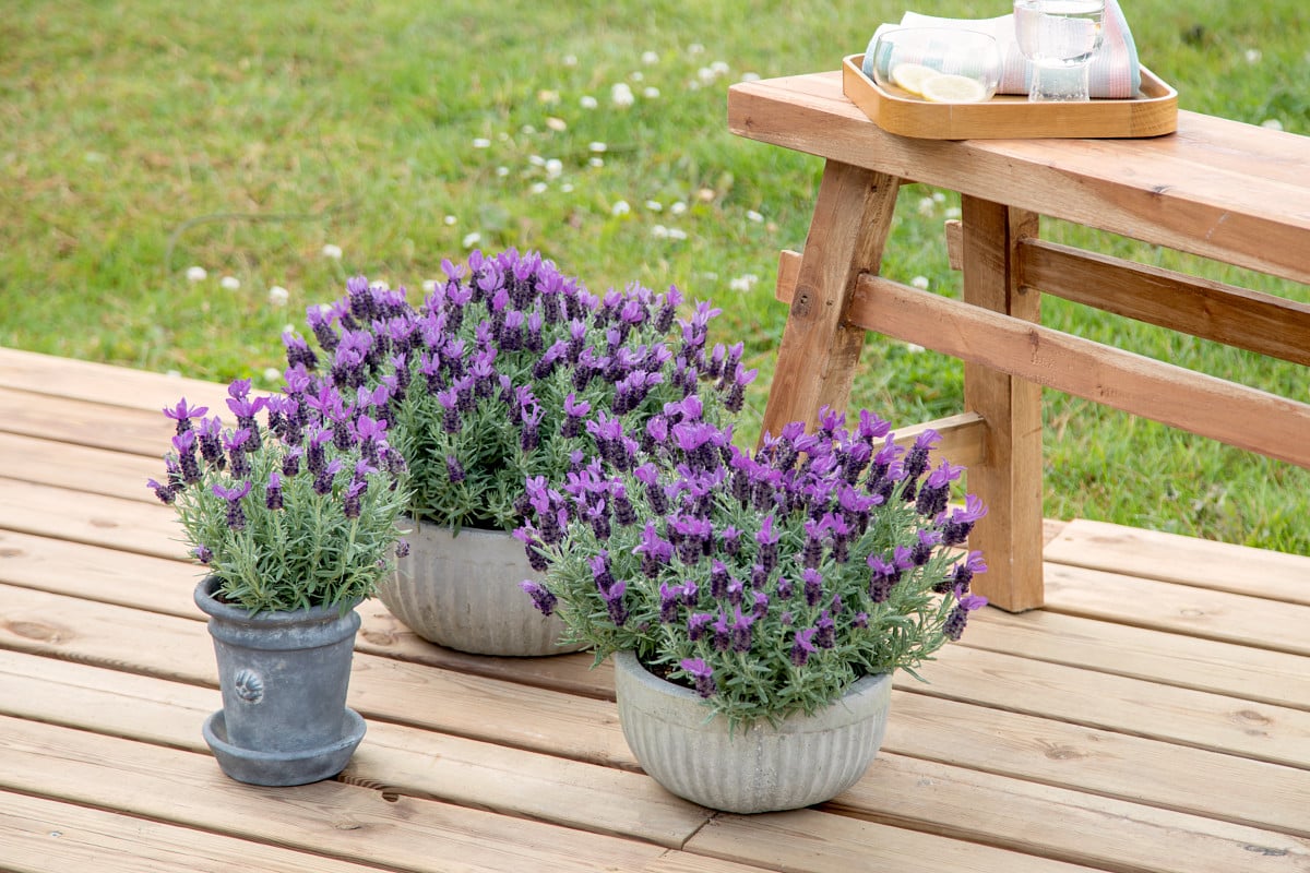 Kvetina, ktorá v lete ozdobí vašu záhradu svojimi jasnými farbami a vôňou