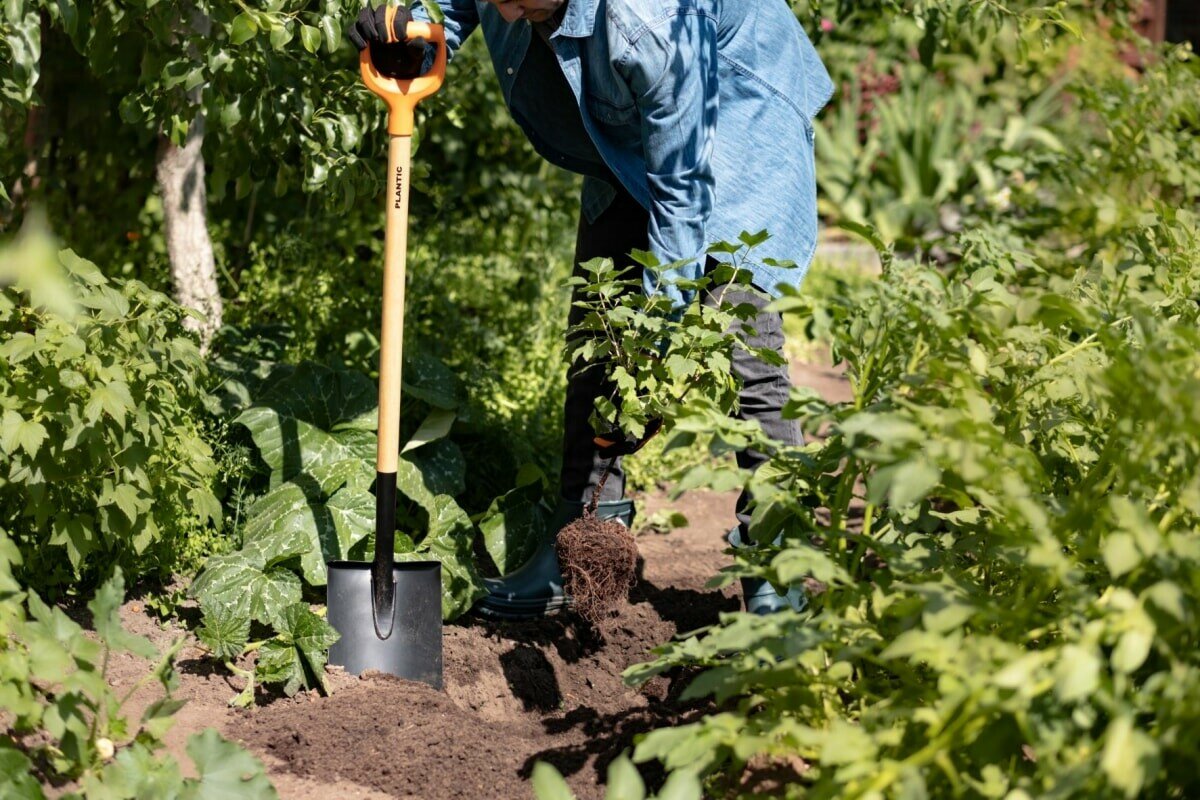 Záhrada: tento zvyk s lopatou nenápadne ničí vašu pôdu, kedy je potrebné prestať (a kedy zachovať)