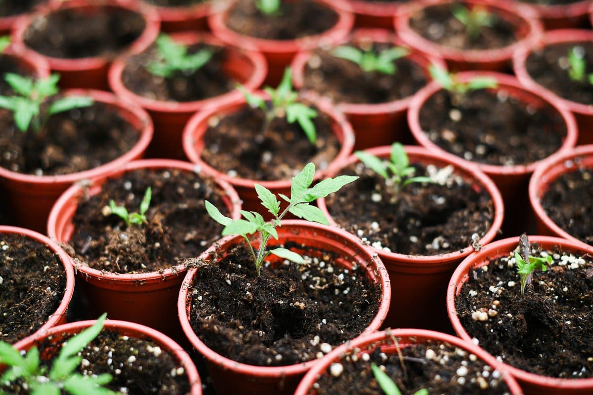 Tu sú 3 druhy zeleniny, ktoré by sa podľa záhradníka mali vysádzať v januári v teple, ale na ktoré Francúzi vždy zabúdajú