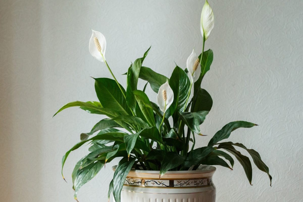 Prečo spathiphyllum stále nechce kvitnúť? Chyby, ktoré robí takmer každý