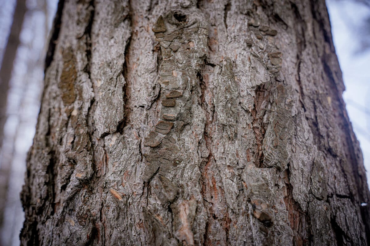 Ako zachrániť strom: prvý varovný signál