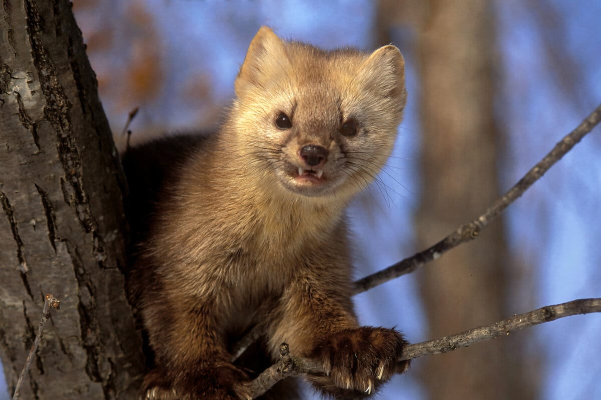 Rozbi ich pred domom. Žiadna kunka nebude dvojnásobná