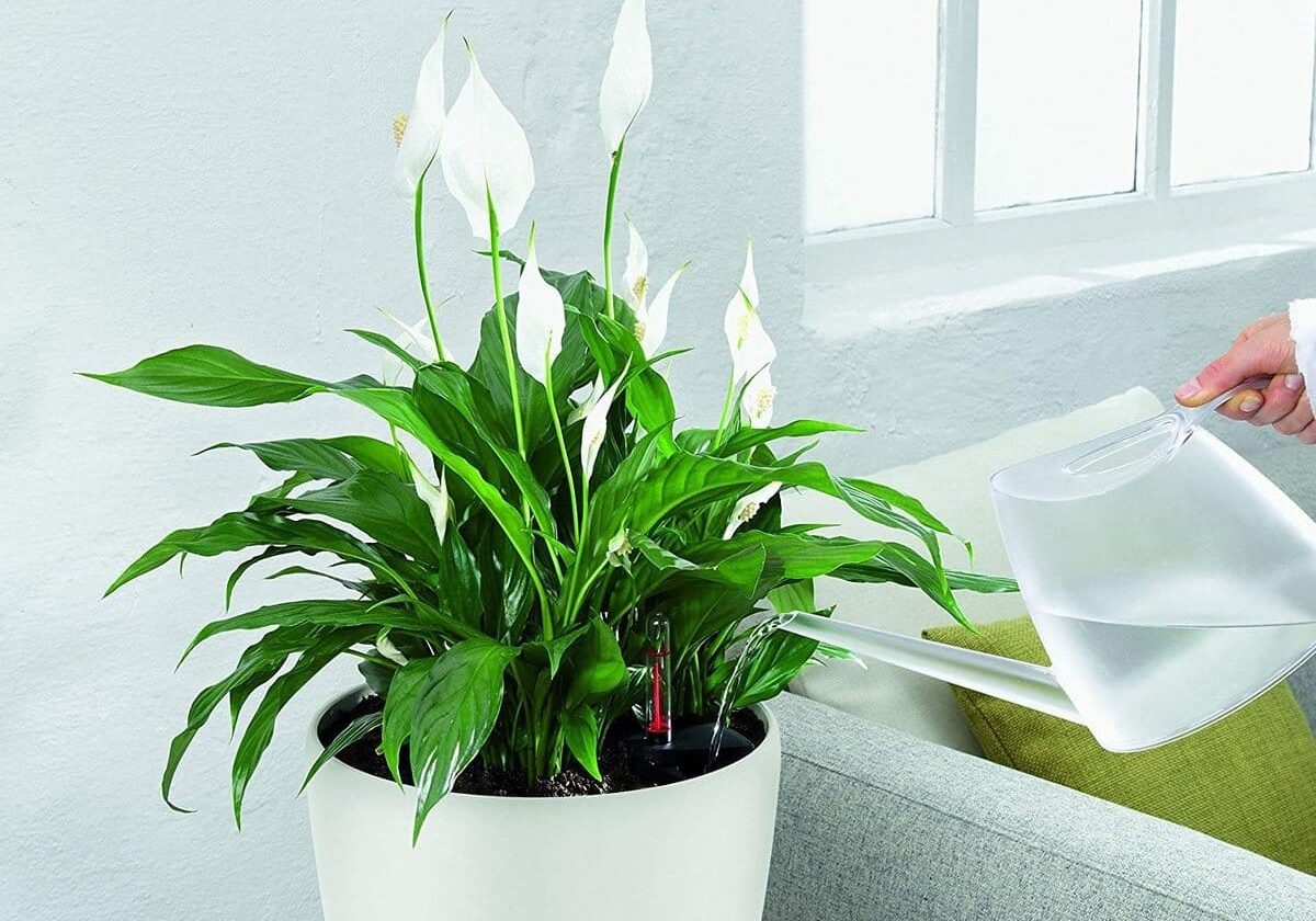 Orchidey a ľalie mieru nekvitnú: voda, ktorú vylievate po varení, môže pokryť ich púčiky