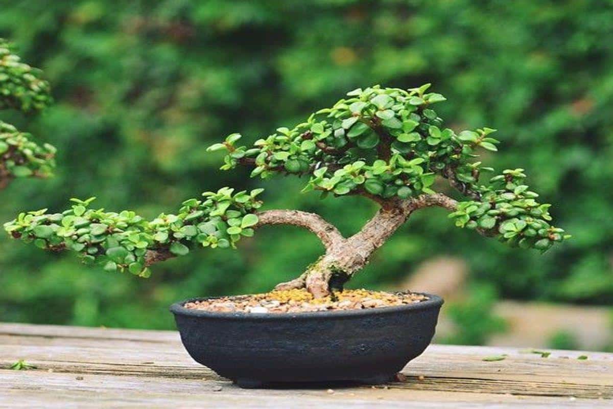 Ako premeniť váš nefritový ker na bonsai a prilákať do domu hojnosť
