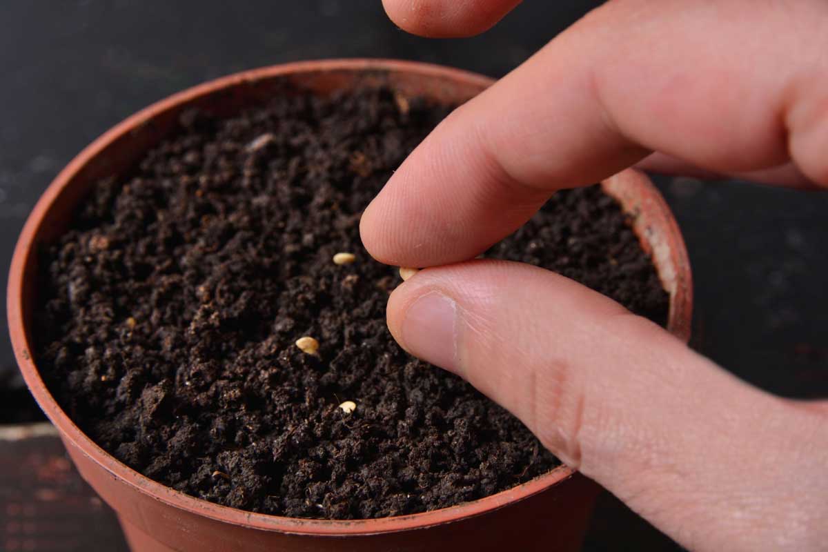 Ak túto trvácnu zeleninu nezasadíte v januári v interiéri, prídete o letnú úrodu