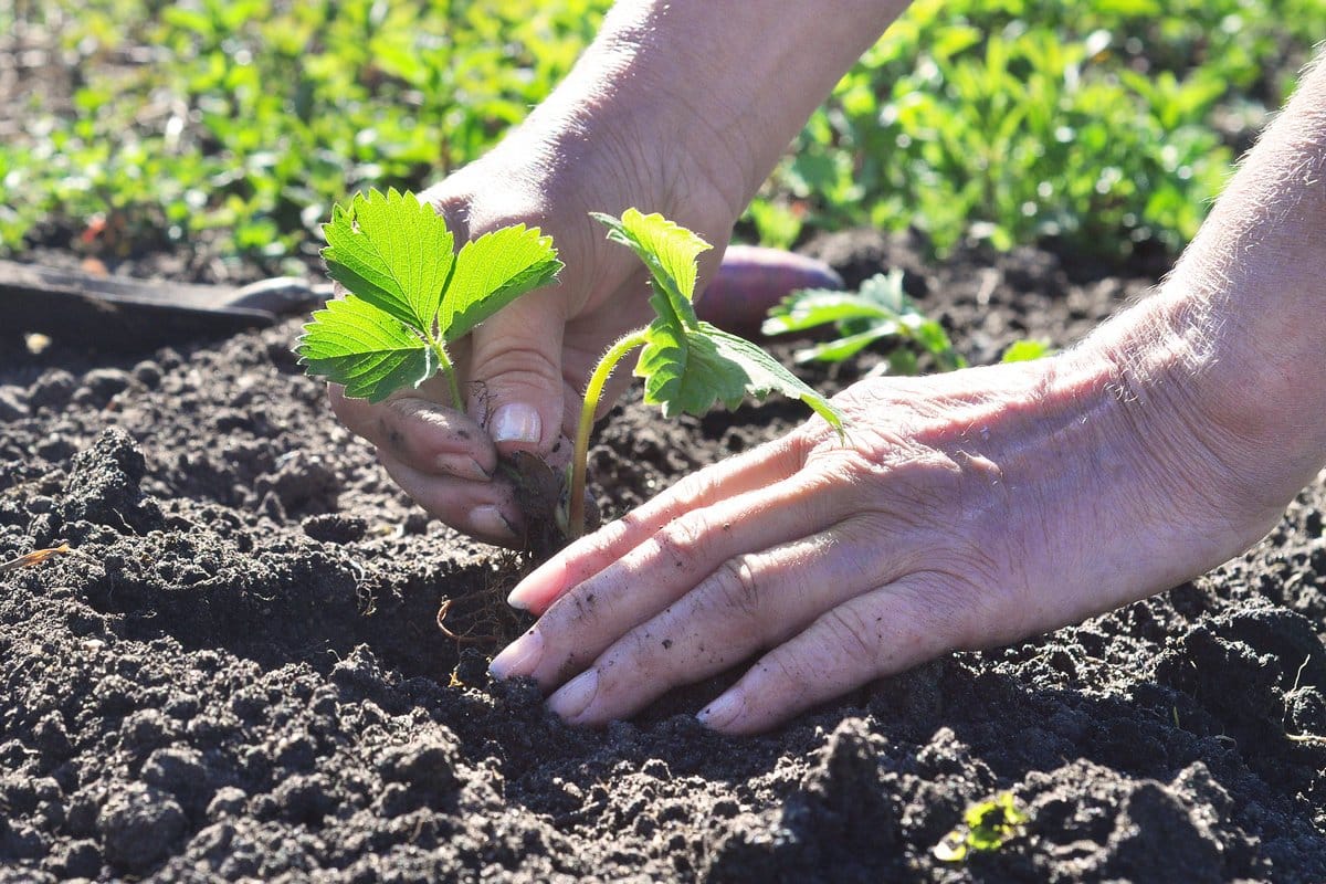 Jahody, ríbezle, čučoriedky: táto chyba v kalendári ničí vašu úrodu, v februári skutoční záhradníci robia nasledovné