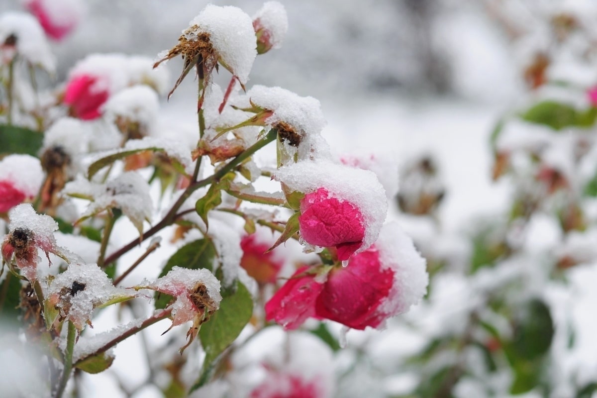 Jedna jednoduchá mrazivá noc môže všetko pokaziť: chráňte svoje rastliny včas