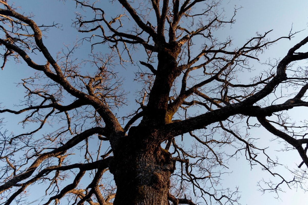 Ako zachrániť strom: prvý varovný signál