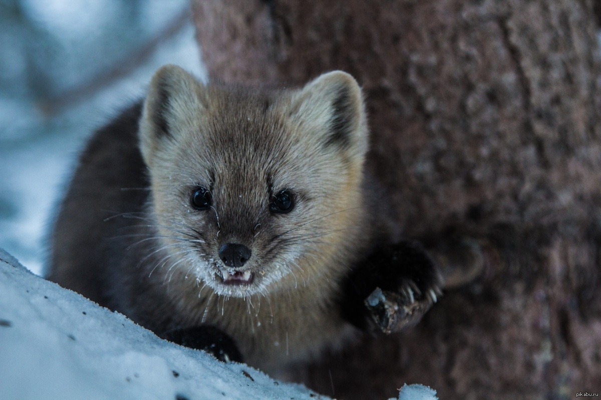 Ako odplašiť kuny? Domáci trik, ktorý funguje okamžite