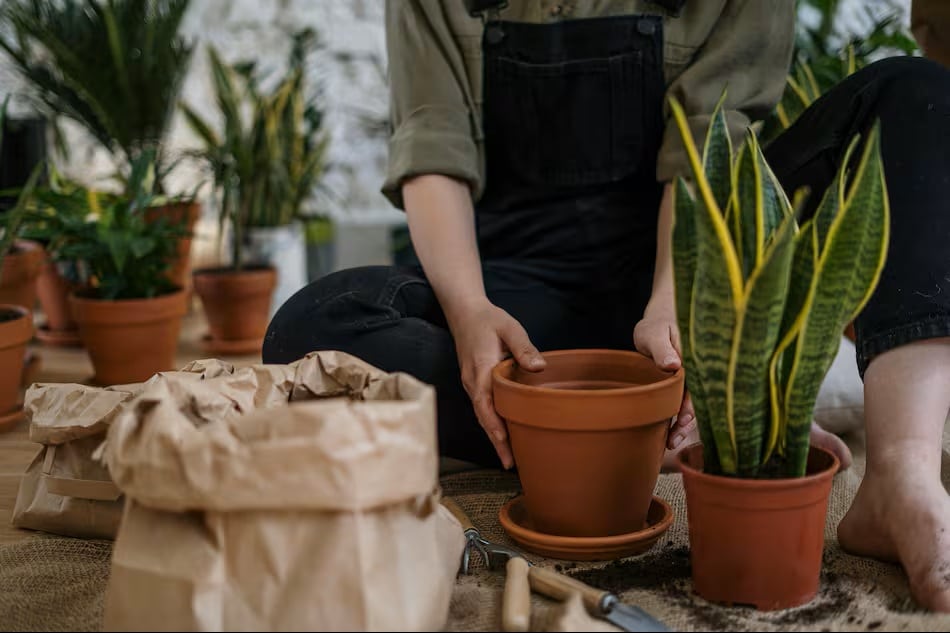 Viac zelene doma: 3 nenáročné izbové rastliny, ideálne pre tých, ktorí majú málo času a skúseností.