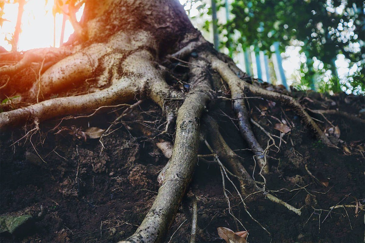 Občiansky zákonník umožňuje vlastníkom vyťahovať konáre a korene stromov a rastlín suseda v nasledujúcich prípadoch