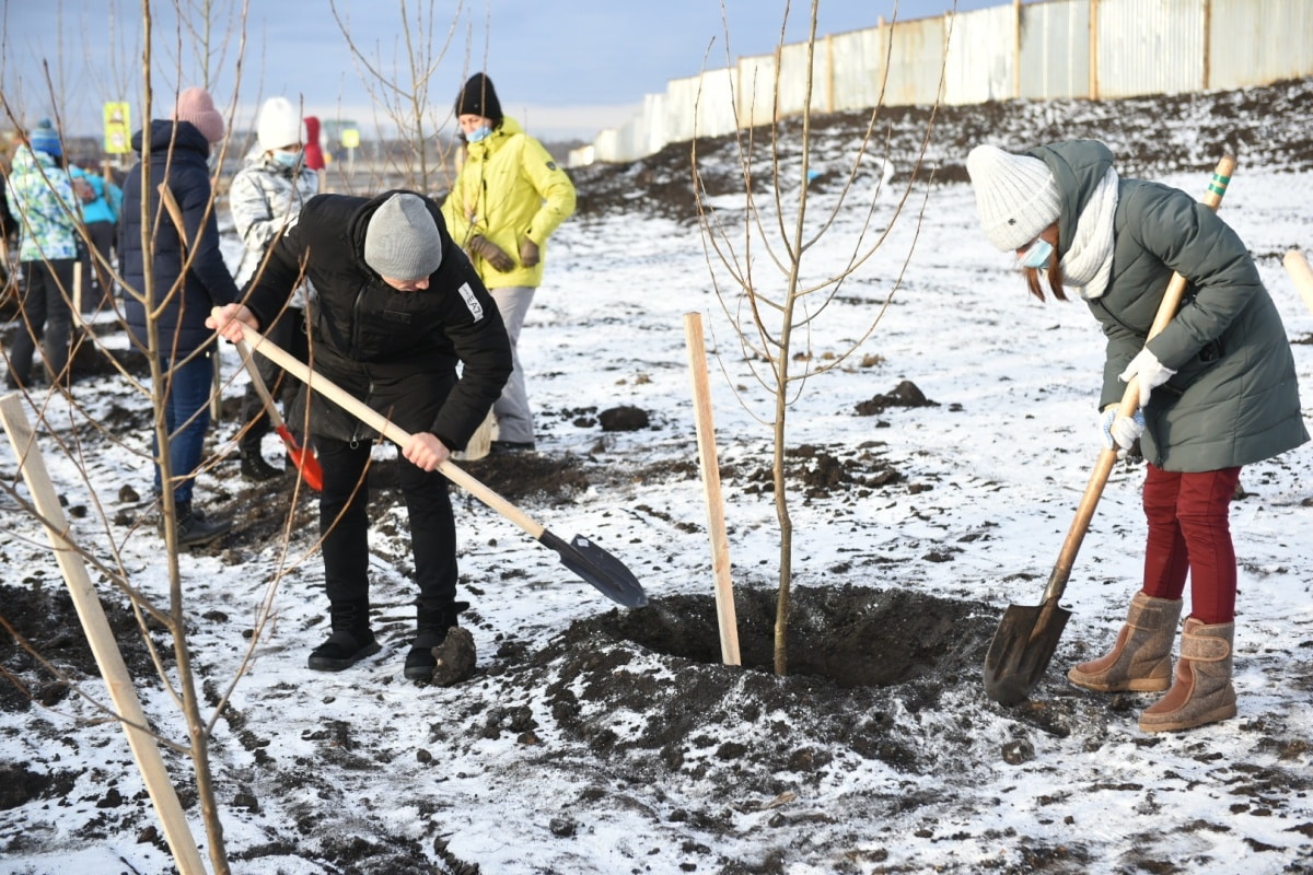 Vaša budúca košík s ovocím začína dnes: 3 ovocné stromy, ktoré treba bezodkladne vysadiť