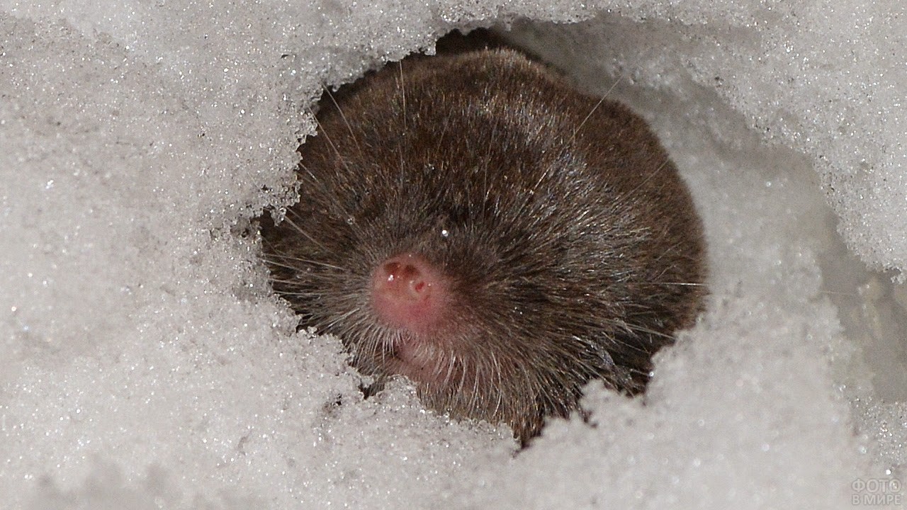 Krtko už napriek mrazu vyvádza v záhrade. Nalejte to do jeho nory a utečie.