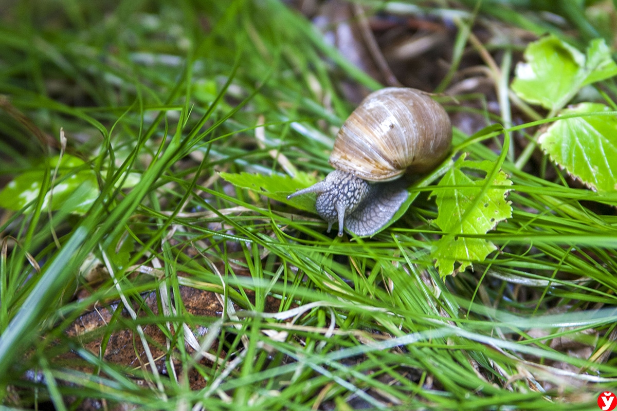 Keď sneh roztopí, posypte dvor týmto produktom: na jar sa zbavíte slimákov