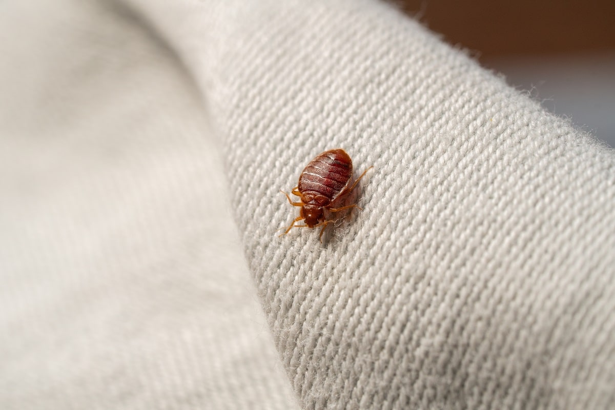 Môžu sa stať miestom výskytu ploštíc. Rýchlo ich odstráňte zo spálne