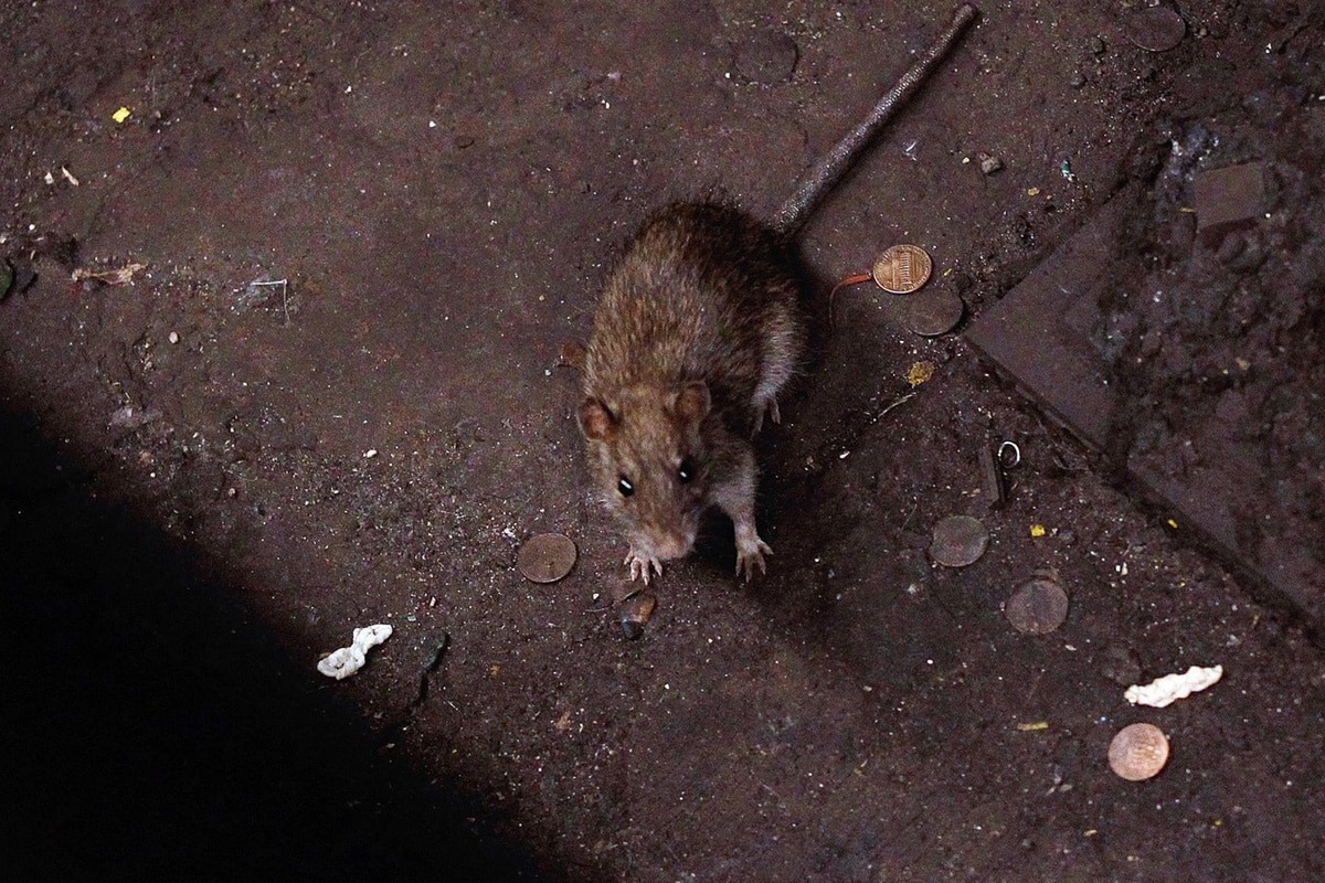 4 prírodné vône, ktoré odplašia hlodavce z vášho domu v zime