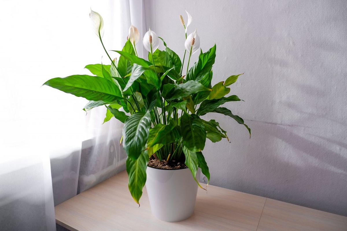 Prečo spathiphyllum stále nechce kvitnúť? Chyby, ktoré robí takmer každý