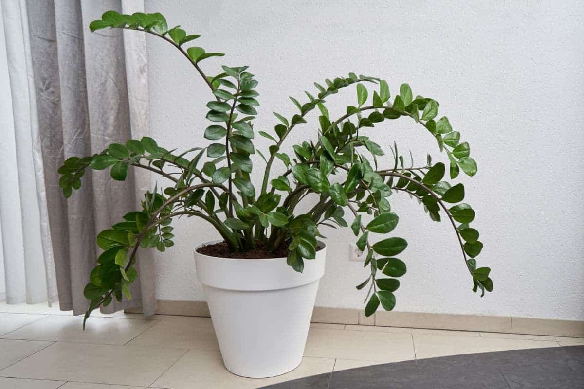 Hnojivo pre zamioculcas Za pár sekúnd pripravíte najvýživnejšie hnojivo pre zamioculcas. Rastlina získa späť lesklé a zelené listy a dostane impulz k rastu.