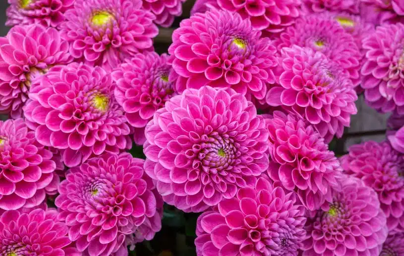 Urobte to s georgínami v marci. Zakvitnú skôr a budú pokryté množstvom kvetov.