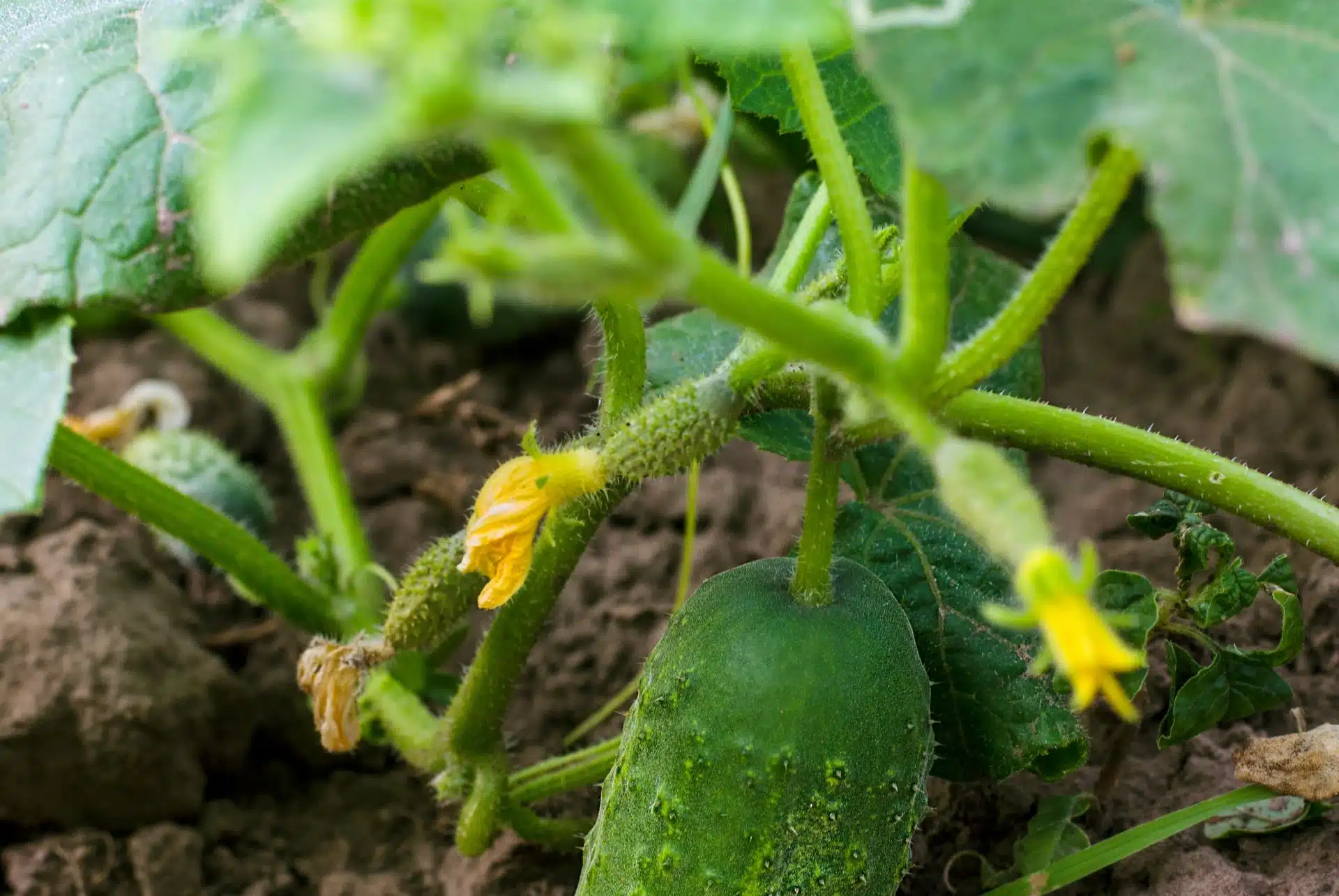 Uhorky budú rásť ako na kvasniciach. Všetko, čo potrebujú, je dobrá spoločnosť v záhrade.