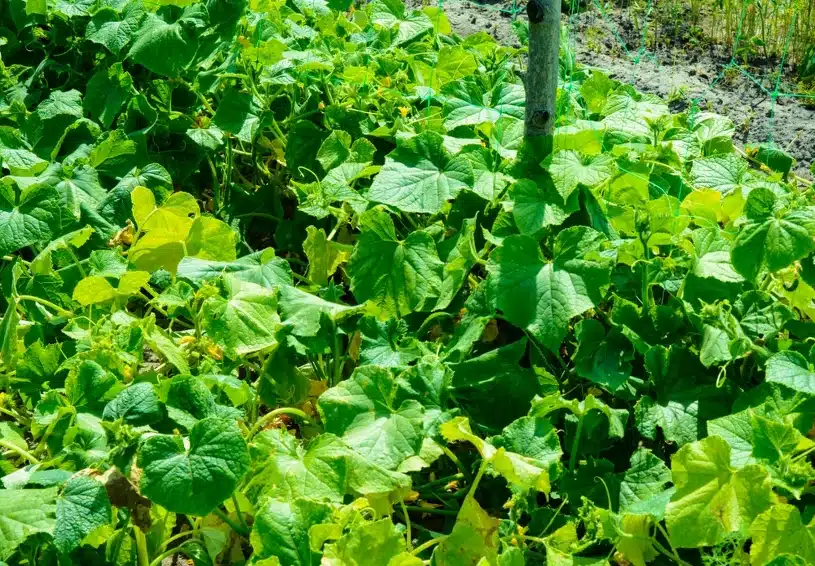 Vždy ich sadím vedľa uhoriek. Nikto v okolí nemá takú úrodu.
