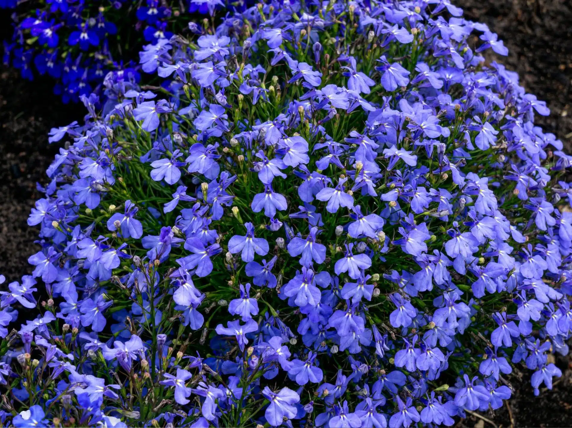 Vysádzajte sadeničky vo februári. Vaša záhrada bude plná kvetov od júna až do prvých mrazov.