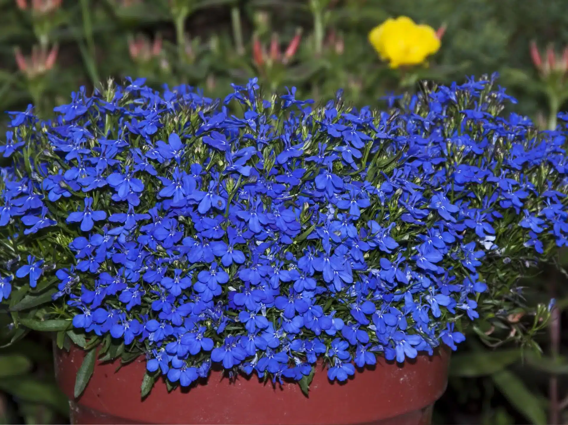 Vysádzajte sadeničky vo februári. Vaša záhrada bude plná kvetov od júna až do prvých mrazov.