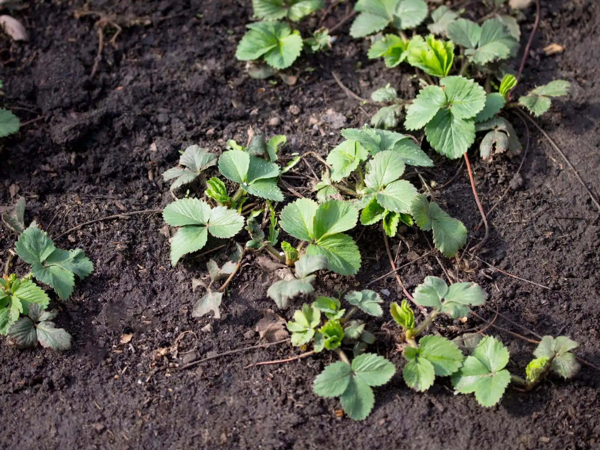 Pestovanie jahôd. Čo robiť vo februári, aby ste v lete mali viac bobúľ?