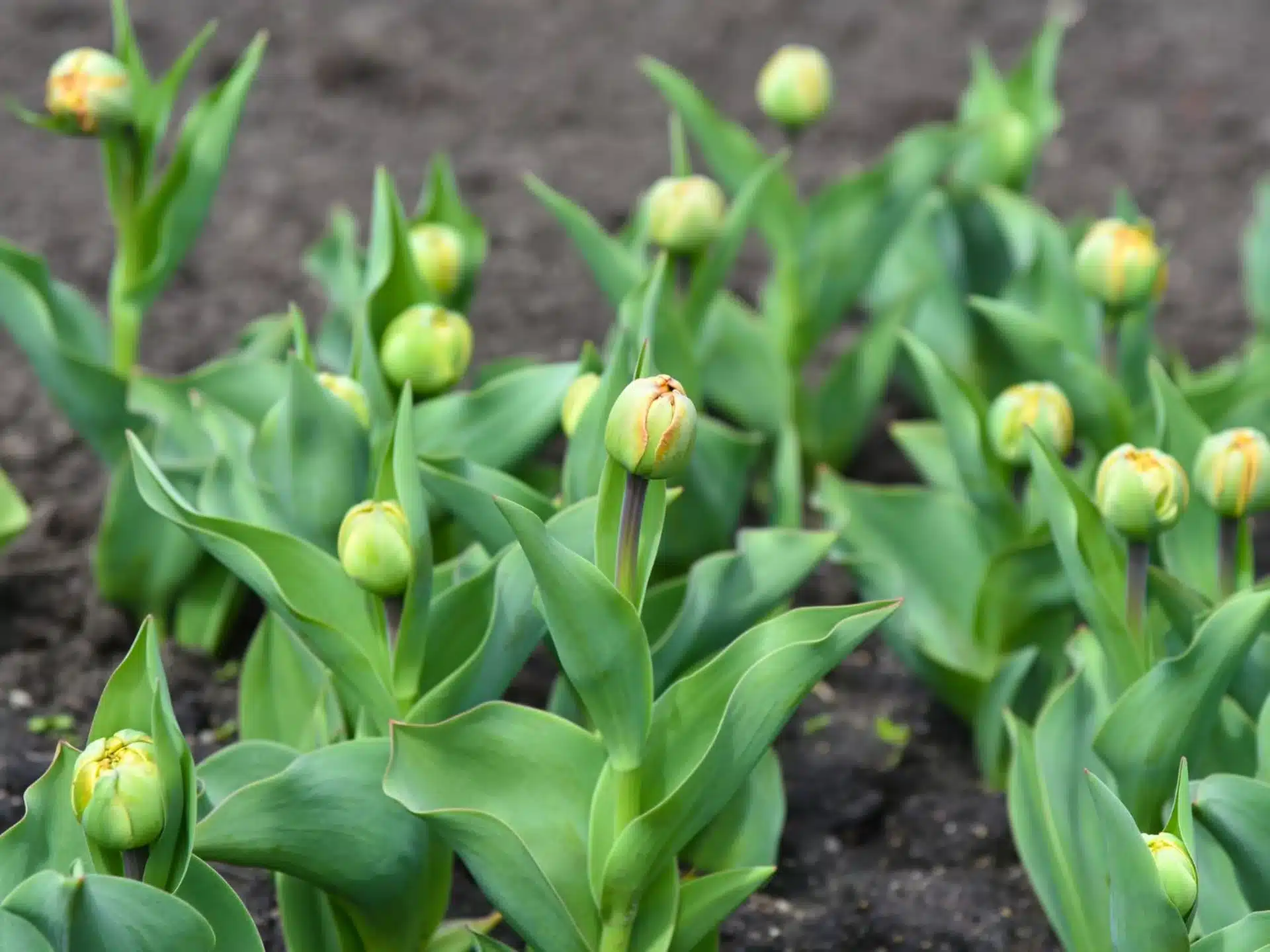Hnojenie tulipánov pred začiatkom sezóny. Skutočná potreba živín závisí od veľkosti kvetu.