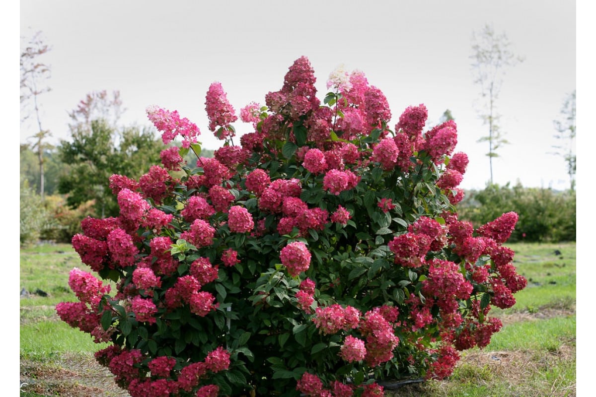 Hortenzie latovité: 3 bežné chyby pri rezaní