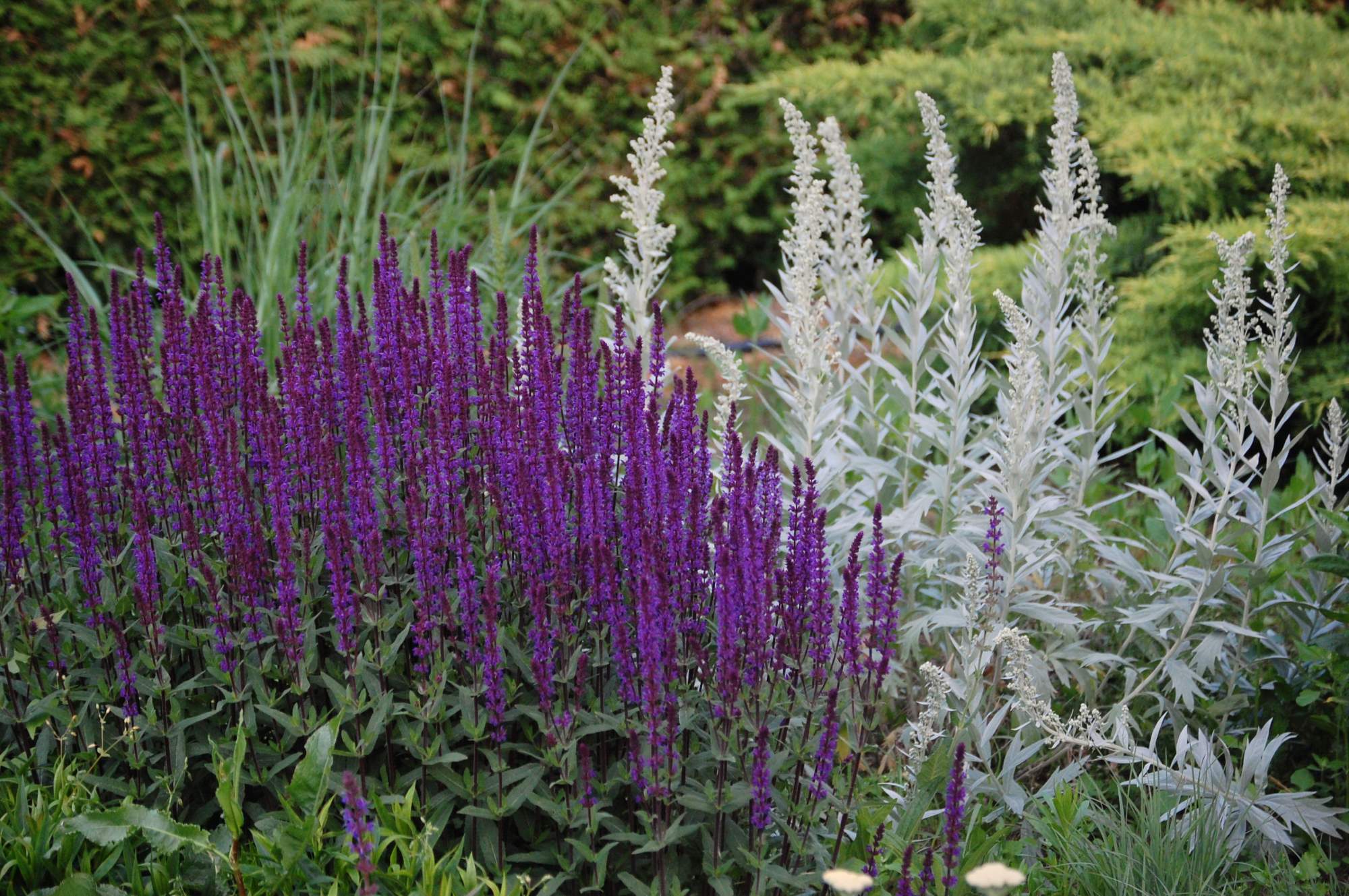 Pôsobivé trvalky pre lenivcov: bohaté kvitnutie celé leto bez väčšej námahy.
