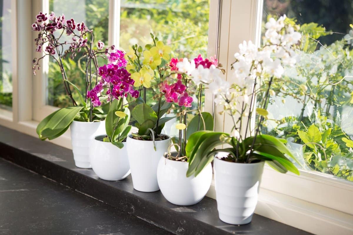 Orchidey rozkvitnú. Posypte túto ingredienciu z vašej kuchyne do pôdy.