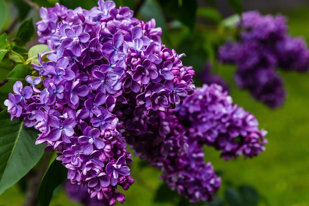 Sú rovnako krásne ako hortenzie, ale oveľa menej náročné. Zvládne ich každý záhradník.