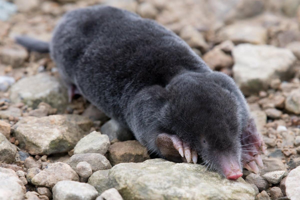 Hodte list do kopy. Smrdí ako krtek. Utečie čo najďalej.