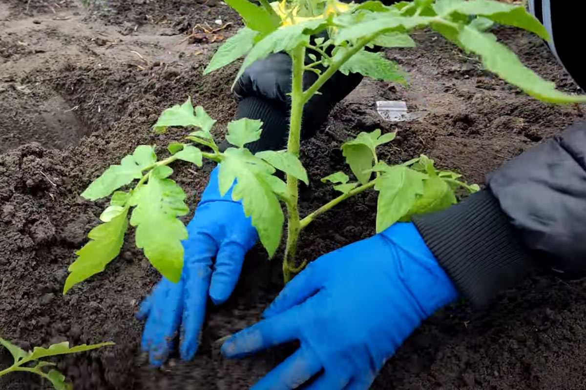 Už 15 rokov som vo svojej záhrade nepestoval paradajky. Suseda mi dal jednoduchú radu a odvtedy každý rok zberám niekoľko kilogramov týchto paradajok.