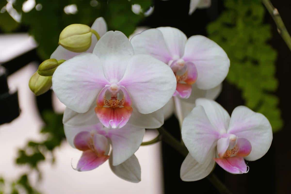 Orchidea: prinúťte ju kvitnúť takmer okamžite pomocou obyčajného zemiaka.