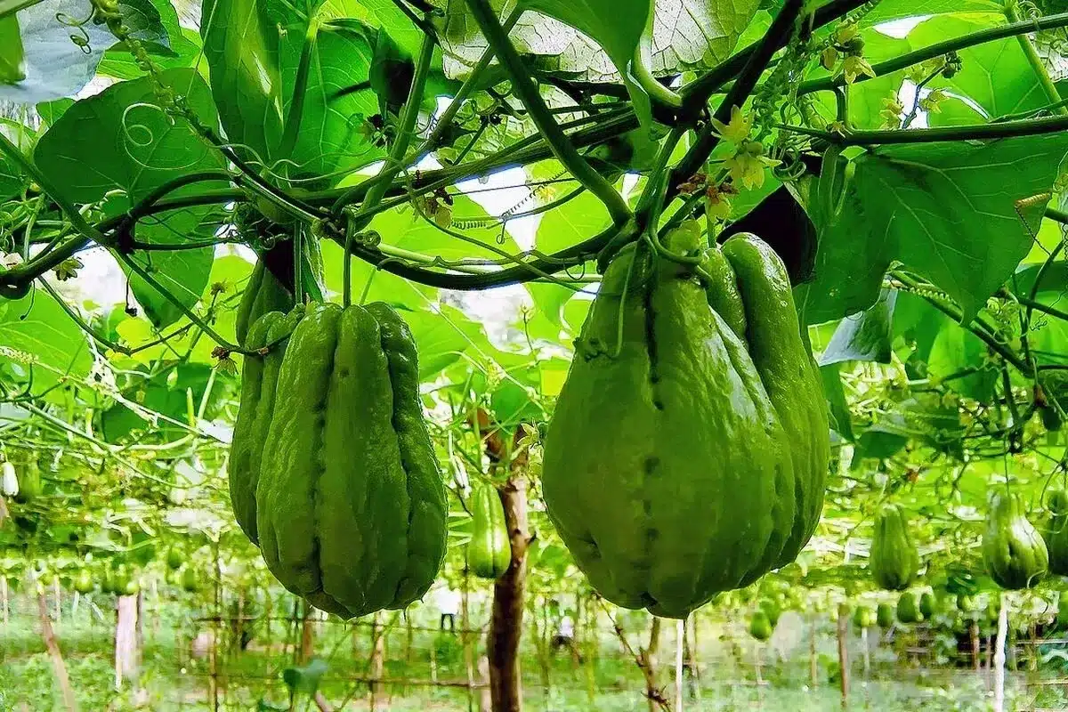 Hrozno z Ánd podmaňuje záhrady. O niekoľko týždňov budete mať zelenú stenu plnú chutných chrumkavých plodov.