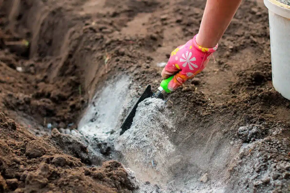 Silnejšie ako popol, kvasnice a hnoj: v februári ich nasypeme na záhony na sneh – dvojnásobná úrodnosť už na jar