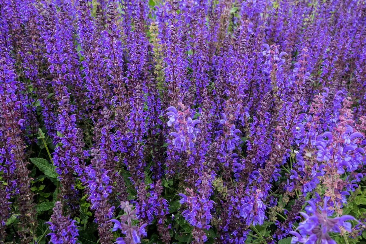 Ročne som minula tisíce dolárov na balkónové kvety. Potom som objavila tieto trvalky a všetko sa zmenilo.