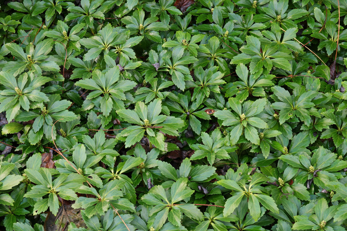 Najlepšie pôdopokryvné rastliny na potlačenie buriny: nenahraditeľný prvok vašej záhrady.
