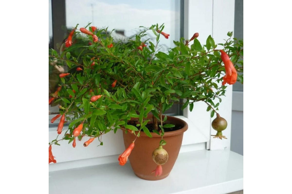 Najlepší strom pre malé domy je ten, ktorý nezapúšťa korene, poskytuje tieň a prináša ovocie po celý rok.