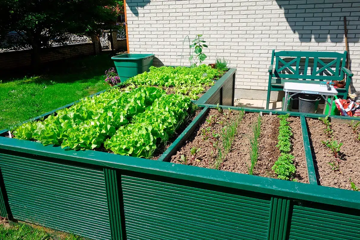 Týmto spôsobom pestujem zeleninu už mnoho rokov. Mám väčšiu úrodu ako ostatní.