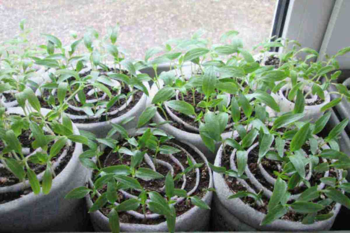 Počítam termíny výsevu bez kalendárov a tabuliek. Za 6 rokov som sa ani raz nemýlil so sadeničkami