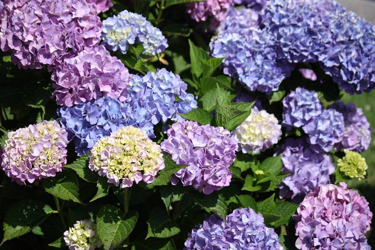 Hnojivo z kefíru pre hortenzie